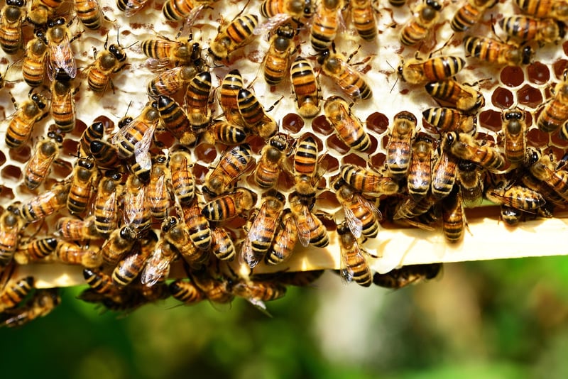 Protecting Bees