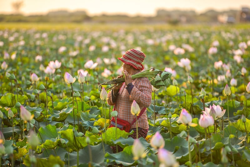 Woman harvesting in a field