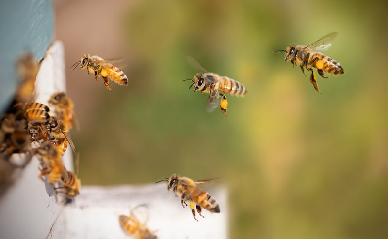 Bees in a hive