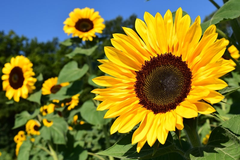 Sunflower in summer